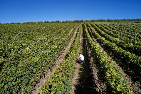 James McLean vineyard manager examining Pinot Noir grapes prior to harvest in Findon Park vineyard of Wiston Estate Washington Sussex England