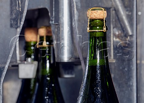 Bottles of sparkling wine which have been through the disgorging dosage and corking machine  Wiston Estate winery Washington Sussex England