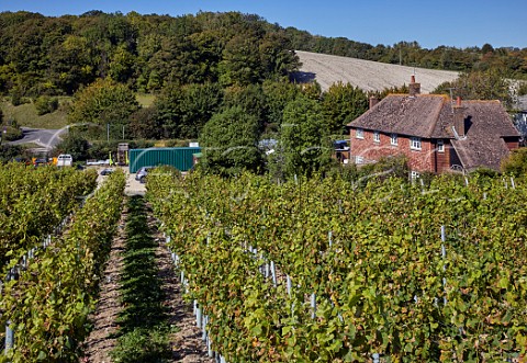 Young vineyard by North Farm farmhouse Wiston Estate Washington Sussex England