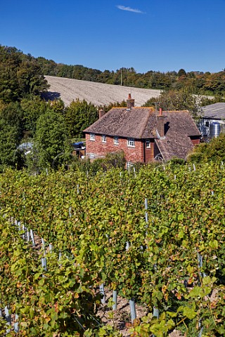 Young vineyard by North Farm farmhouse Wiston Estate Washington Sussex England