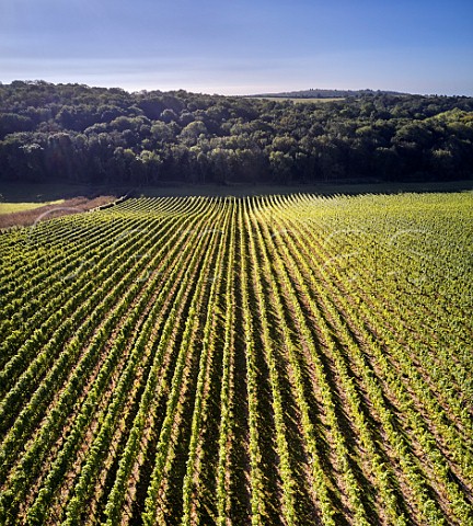 Findon Park vineyard of Wiston Estate on the South Downs Washington Sussex England