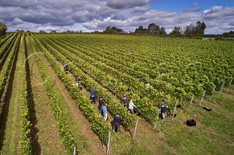 Picking Bacchus grapes in vineyard of Hattingley Valley Lower Wield Hampshire England