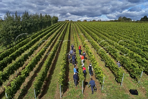 Picking Bacchus grapes in vineyard of Hattingley Valley Lower Wield Hampshire England