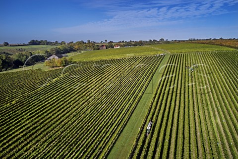 Harvest time in Pinot Noir vineyard of Exton Park Exton Hampshire England