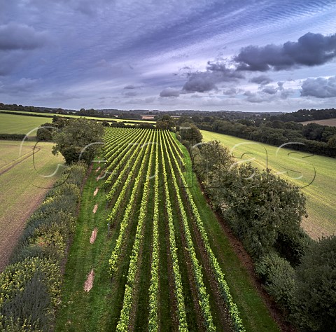 Arch Peak Vineyard of Raimes Sparkling Wine Hinton Ampner Hampshire England