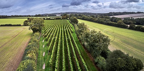 Arch Peak Vineyard of Raimes Sparkling Wine Hinton Ampner Hampshire England