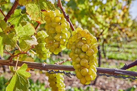 Chardonnay grapes in vineyard of Exton Park Exton Hampshire England