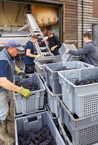 Tipping Pinot Noir grapes onto the conveyor where they are sorted before going into the press Exton Park Vineyard Exton Hampshire England