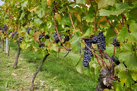 Pinot Noir grapes in vineyard of Exton Park Exton Hampshire England