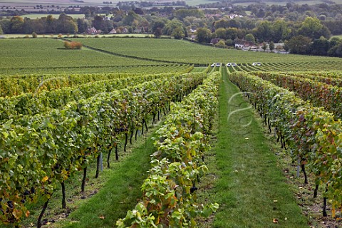 Pinot Noir vineyard at harvest time Exton Park Exton Hampshire England