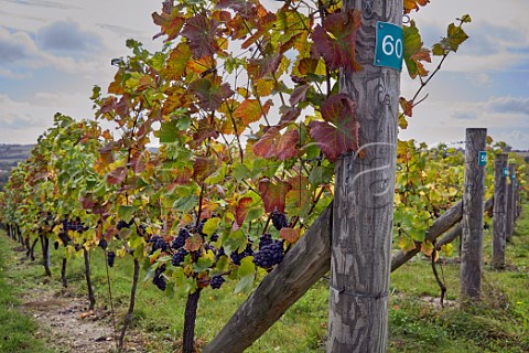 Pinot Noir grapes in vineyard of Exton Park Exton Hampshire England