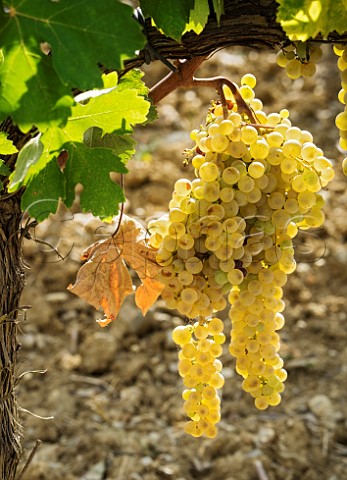 Malvasia Bianca grapes in vineyard of Rocca di Montegrossi Gaiole in Chianti Tuscany Italy Vin Santo