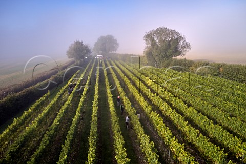 Picking Chardonnay grapes on a misty harvest morning in Arch Peak vineyard of Raimes Sparkling Wine Hinton Ampner Hampshire England