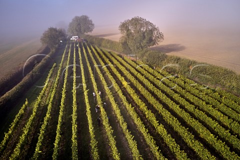 Picking Chardonnay grapes on a misty harvest morning in Arch Peak vineyard of Raimes Sparkling Wine Hinton Ampner Hampshire England