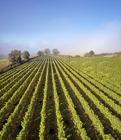 Crates ready for the pickers on a misty harvest morning in Arch Peak vineyard of Raimes Sparkling Wine Hinton Ampner Hampshire England