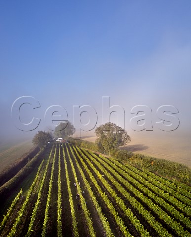 Picking Chardonnay grapes on a misty harvest morning in Arch Peak vineyard of Raimes Sparkling Wine Hinton Ampner Hampshire England