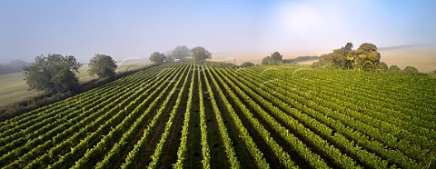 Crates ready for the pickers on a misty harvest morning in Arch Peak vineyard of Raimes Sparkling Wine Hinton Ampner Hampshire England