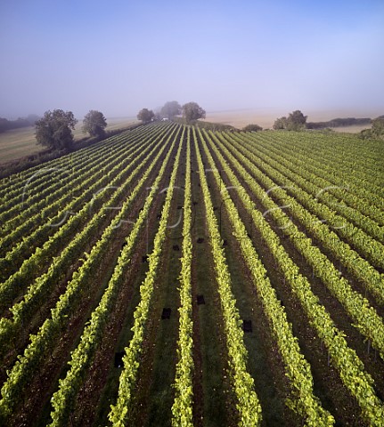 Crates ready for the pickers on a misty harvest morning in Arch Peak vineyard of Raimes Sparkling Wine Hinton Ampner Hampshire England