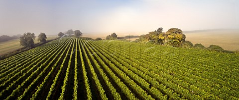 Misty harvest morning in Arch Peak vineyard of Raimes Sparkling Wine Hinton Ampner Hampshire England