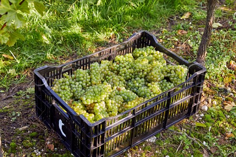 Crate of harvested Chardonnay grapes in Arch Peak vineyard of Raimes Sparkling Wine Hinton Ampner Hampshire England
