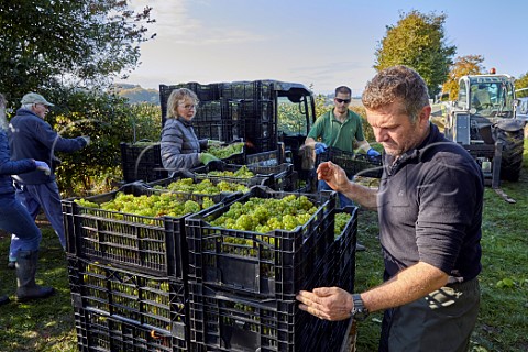 Robert and Augusta Raimes with crates of harvested Chardonnay grapes in Arch Peak vineyard of Raimes Sparkling Wine Hinton Ampner Hampshire England