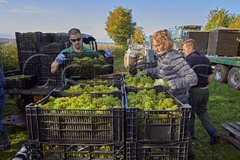 Augusta Raimes with crates of harvested Chardonnay grapes in Arch Peak vineyard of Raimes Sparkling Wine Hinton Ampner Hampshire England