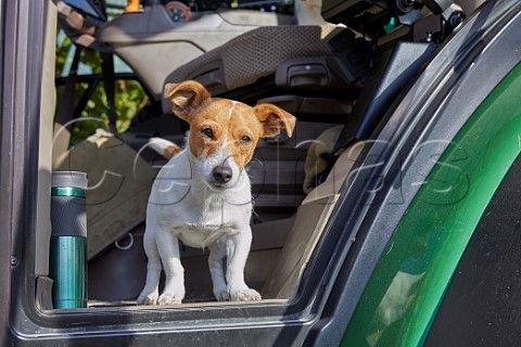 Dog in tractor at harvest time in vineyard of Raimes Sparkling Wine Hinton Ampner Hampshire England