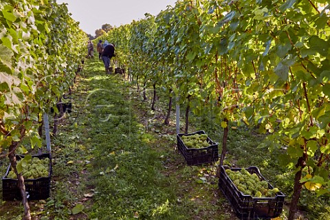 Picking Chardonnay grapes in Arch Peak vineyard of Raimes Sparkling Wine Hinton Ampner Hampshire England