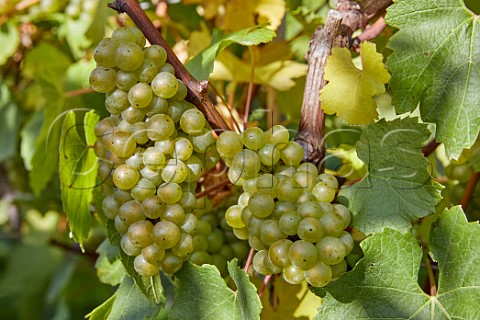 Bunches of Chardonnay grapes in Arch Peak vineyard of Raimes Sparkling Wine Hinton Ampner Hampshire England