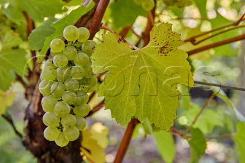Bunch of Chardonnay grapes in Arch Peak vineyard of Raimes Sparkling Wine Hinton Ampner Hampshire England