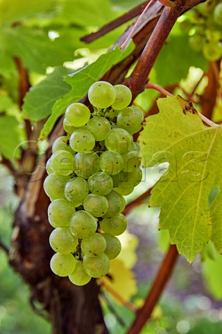 Bunches of Chardonnay grapes in Arch Peak vineyard of Raimes Sparkling Wine Hinton Ampner Hampshire England