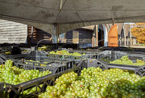 Crates of harvested Chardonnay grapes await pressing at Hattingley Valley winery Lower Wield Hampshire England
