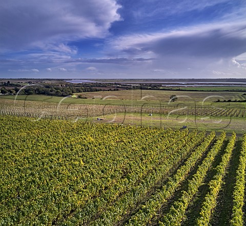 Clayhill Vineyard with the River Crouch beyond Latchingdon Essex England