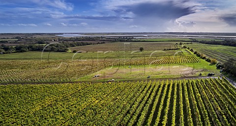 Clayhill Vineyard with the River Crouch beyond Latchingdon Essex England