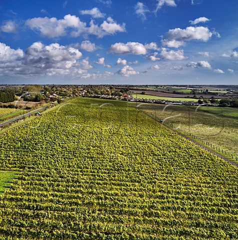 Clayhill Vineyard with village of Althorne beyond Latchingdon Essex England
