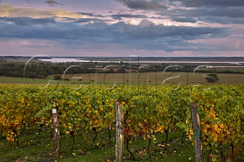 Clayhill Vineyard at dusk with the River Crouch beyond Latchingdon Essex England