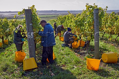 Picking Chardonnay grapes in Clayhill Vineyard with the River Crouch beyond Latchingdon Essex England