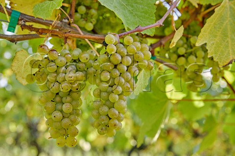 Chardonnay grapes in Clayhill Vineyard Latchingdon Essex England