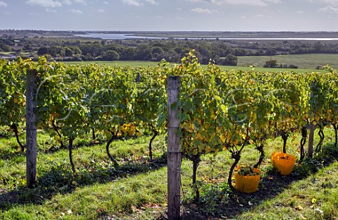Harvesting Chardonnay grapes in Clayhill Vineyard with the River Crouch in distance Latchingdon Essex England