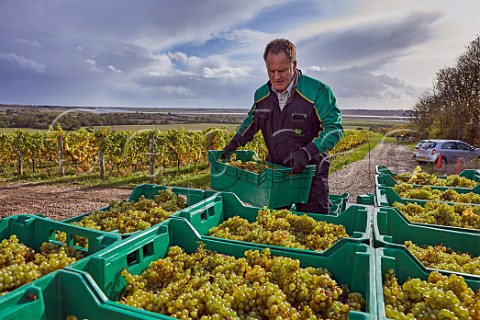 Crates of harvested Chardonnay grapes Clayhill Vineyard Latchingdon Essex England