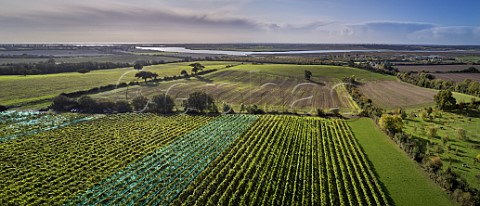 Crouch Ridge vineyard with the River Crouch beyond Althorne Essex England