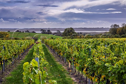 Pinot Noir vineyard of Crouch Ridge with the River Crouch in distance Althorne Essex England