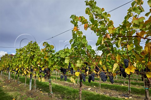 Pinot Noir vineyard of Crouch Ridge Althorne Essex England
