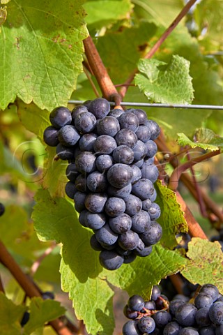 Pinot Noir grapes in vineyard of Crouch Ridge Althorne Essex England