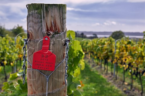 Pinot Noir vineyard of Crouch Ridge with the River Crouch in distance Althorne Essex England