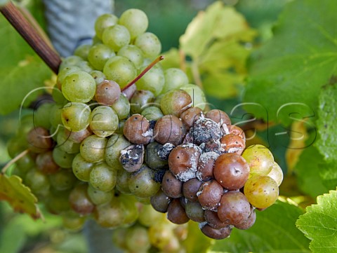 Botrytis on Chardonnay grapes at harvest time caused by the rainy October of 2019 in England