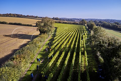 Harvest morning in Arch Peak vineyard of Raimes Sparkling Wine Hinton Ampner Hampshire England