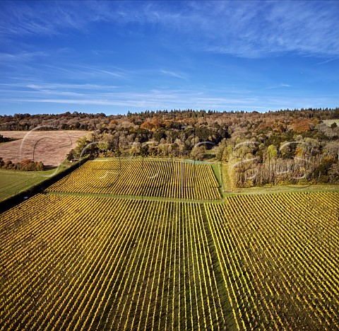 Albury Vineyards on the North Downs Silent Pool Albury Surrey England