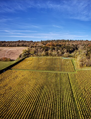 Albury Vineyards on the North Downs Silent Pool Albury Surrey England