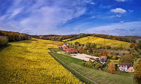 Hundred Hills Vineyard and winery in the Chiltern Hills  Pishill with Stonor Oxfordshire England